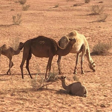 Safari Wadi Rum , Camp&tour Esterno foto