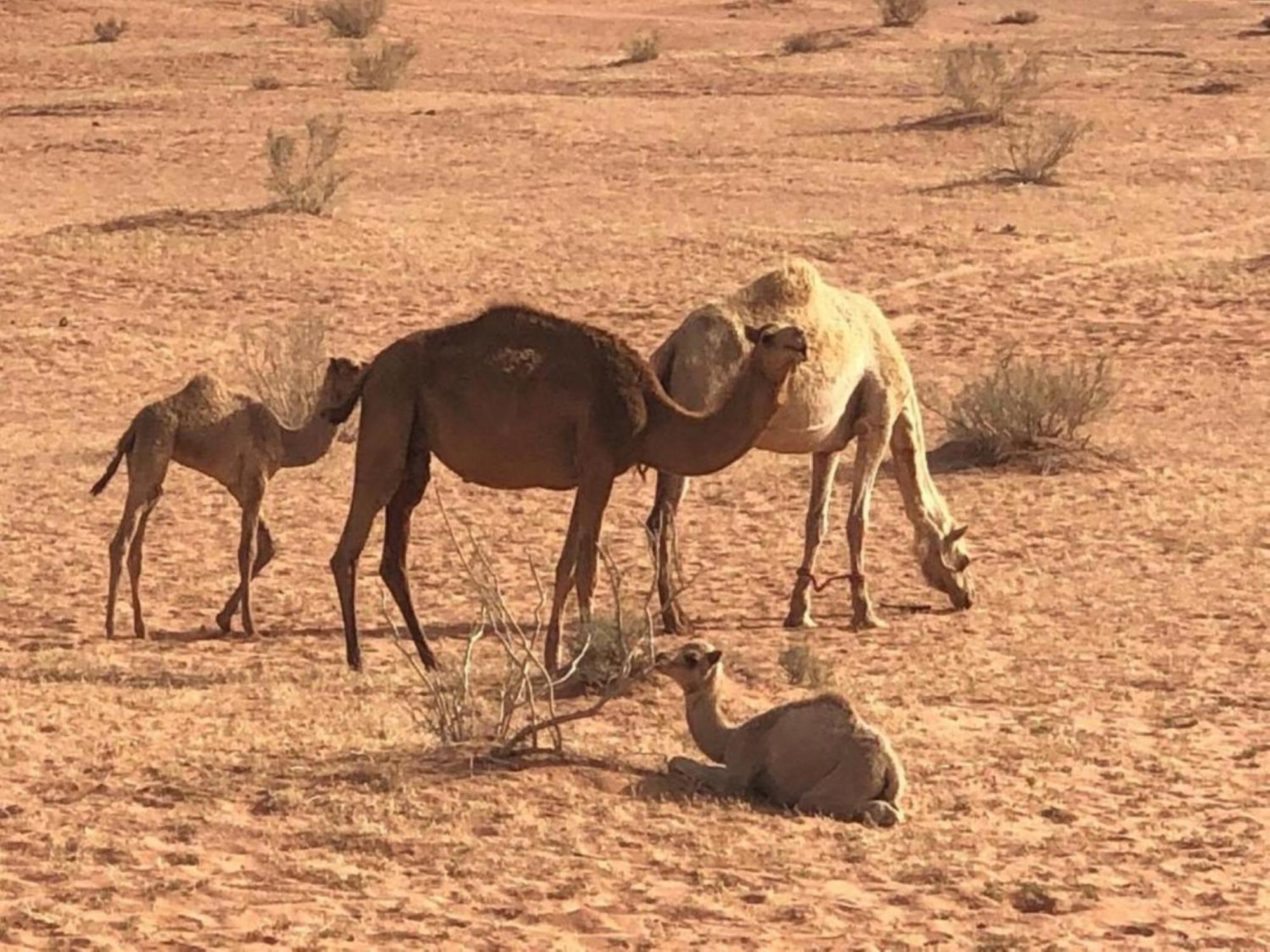 Safari Wadi Rum , Camp&tour Esterno foto